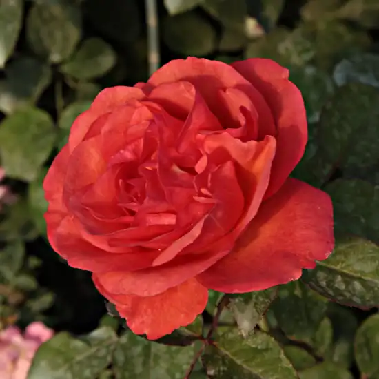 20-40 cm - Trandafiri - Jaipur™ - 